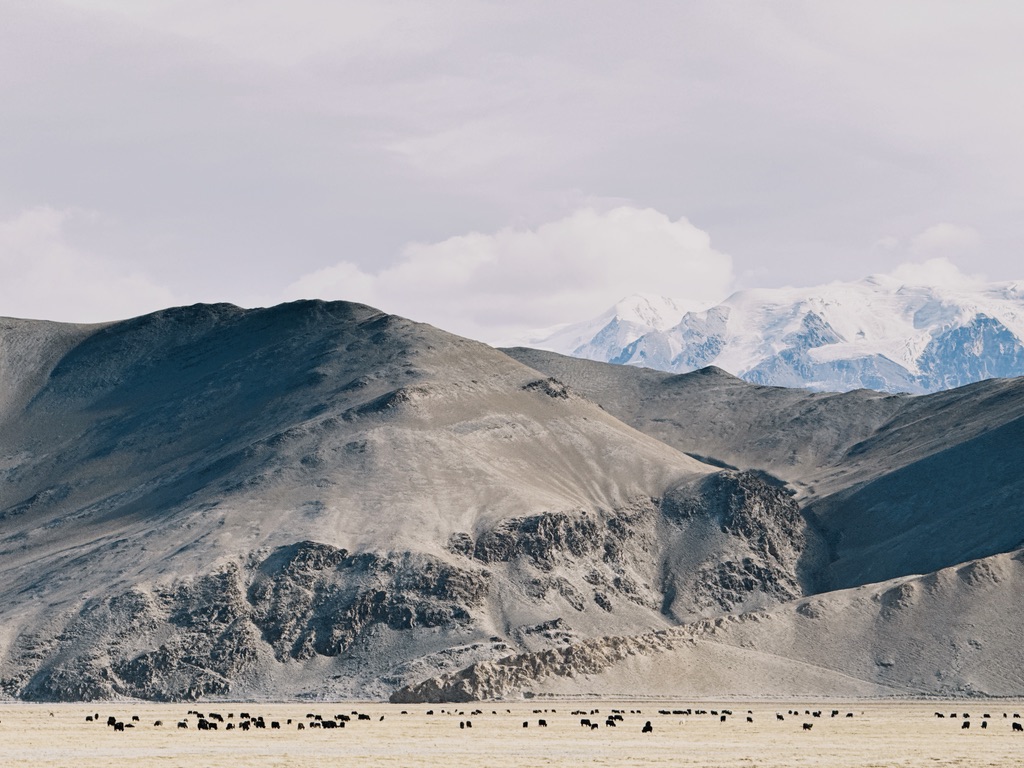 不用风吹草低，都是牛羊