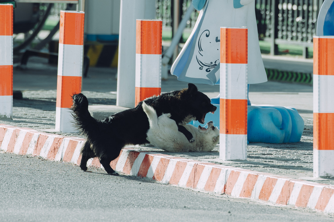 打起来的两只旺财