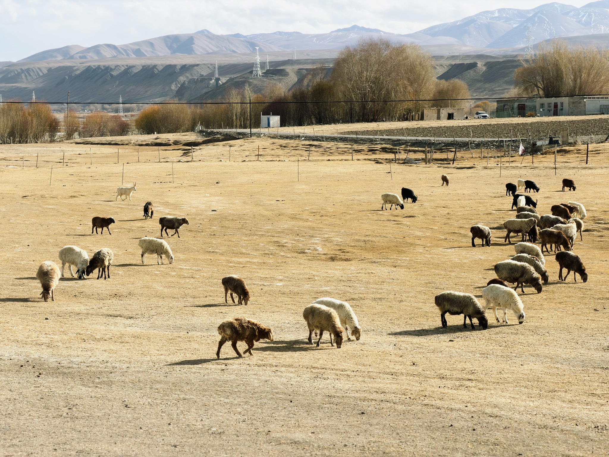 山下的农村沐浴在阳光下，绵羊们在草场上安逸地吃草