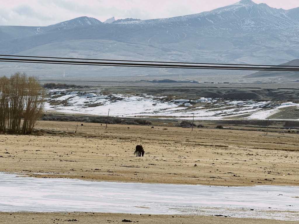 雪山，草原，河流，是想象中最美的牧场