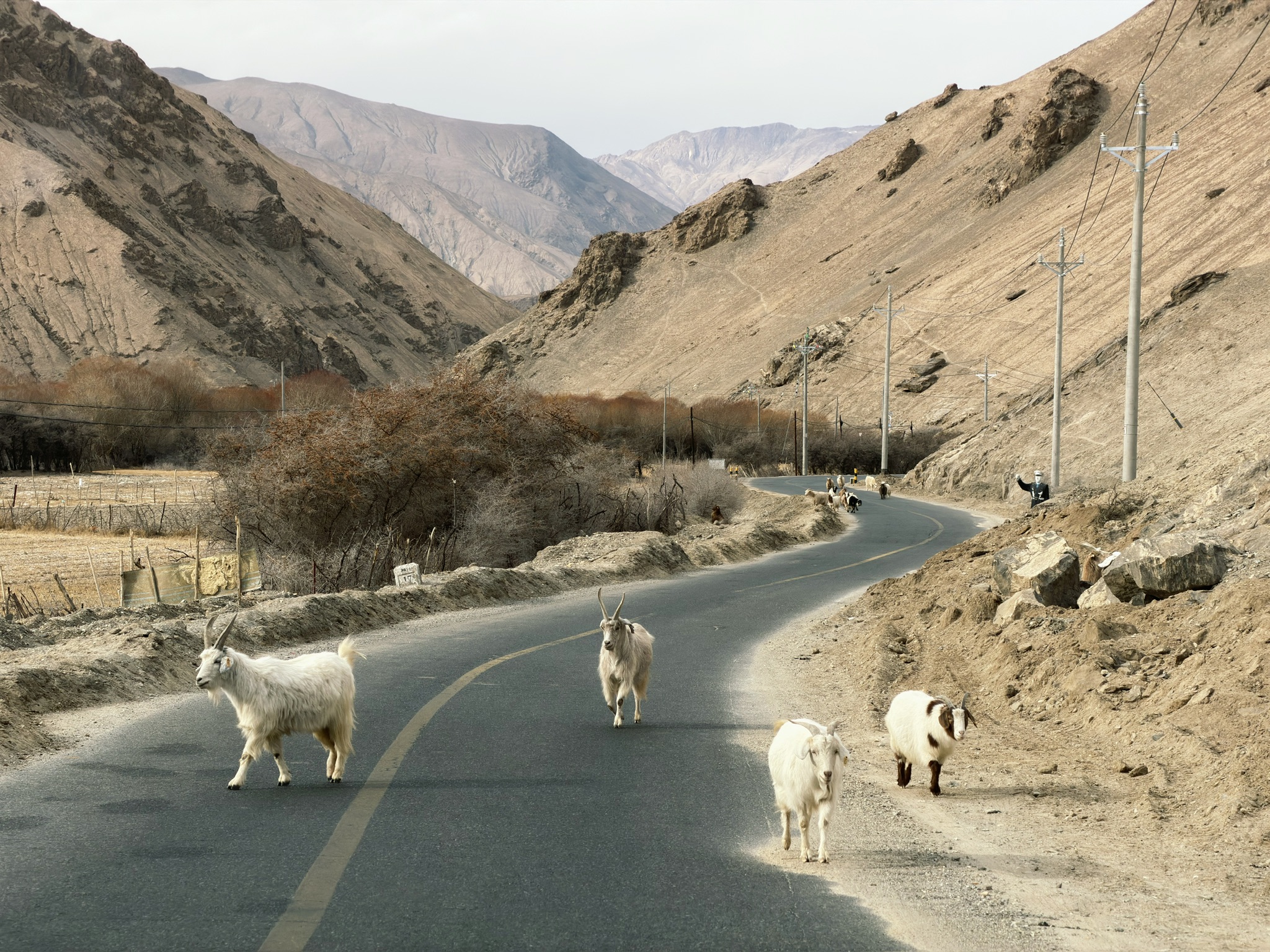 山羊是这里的主人，得让它们先走