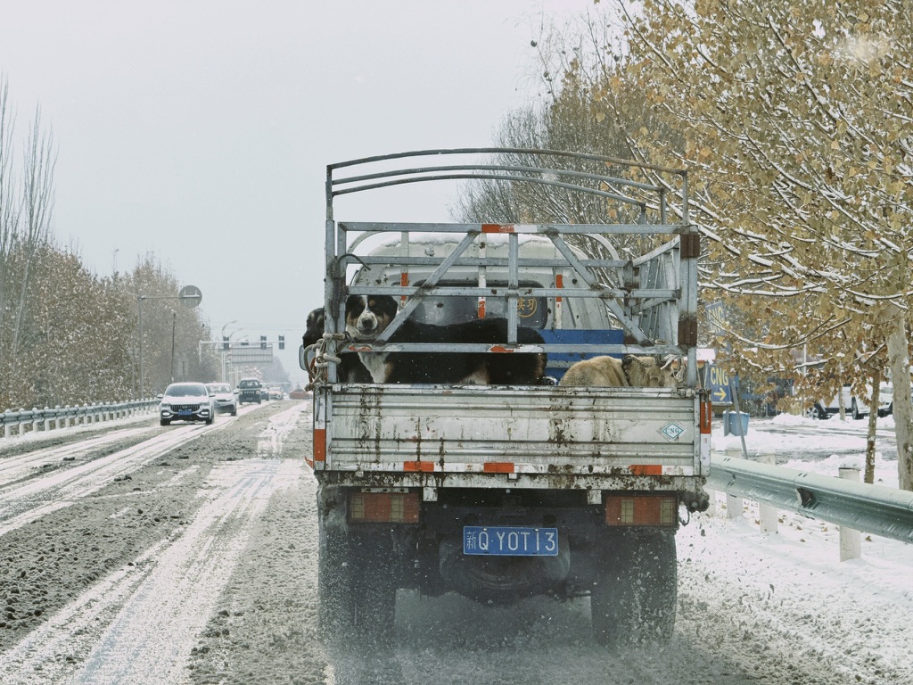 三条风雪中的可怜狗