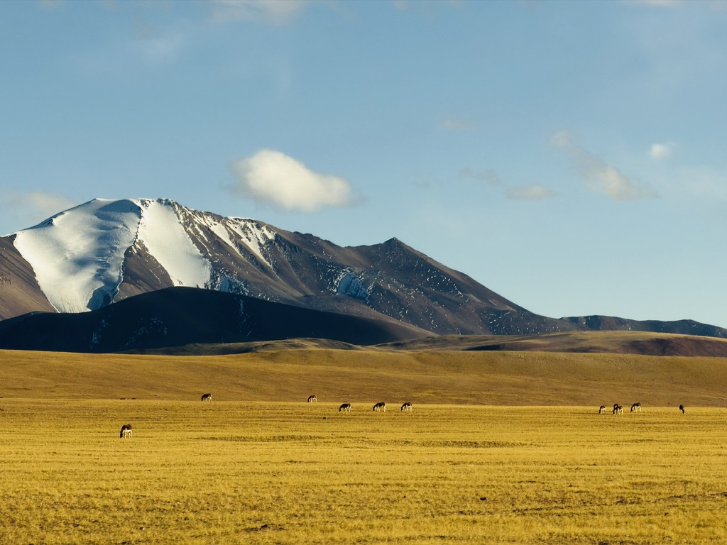 金色草原与藏野驴