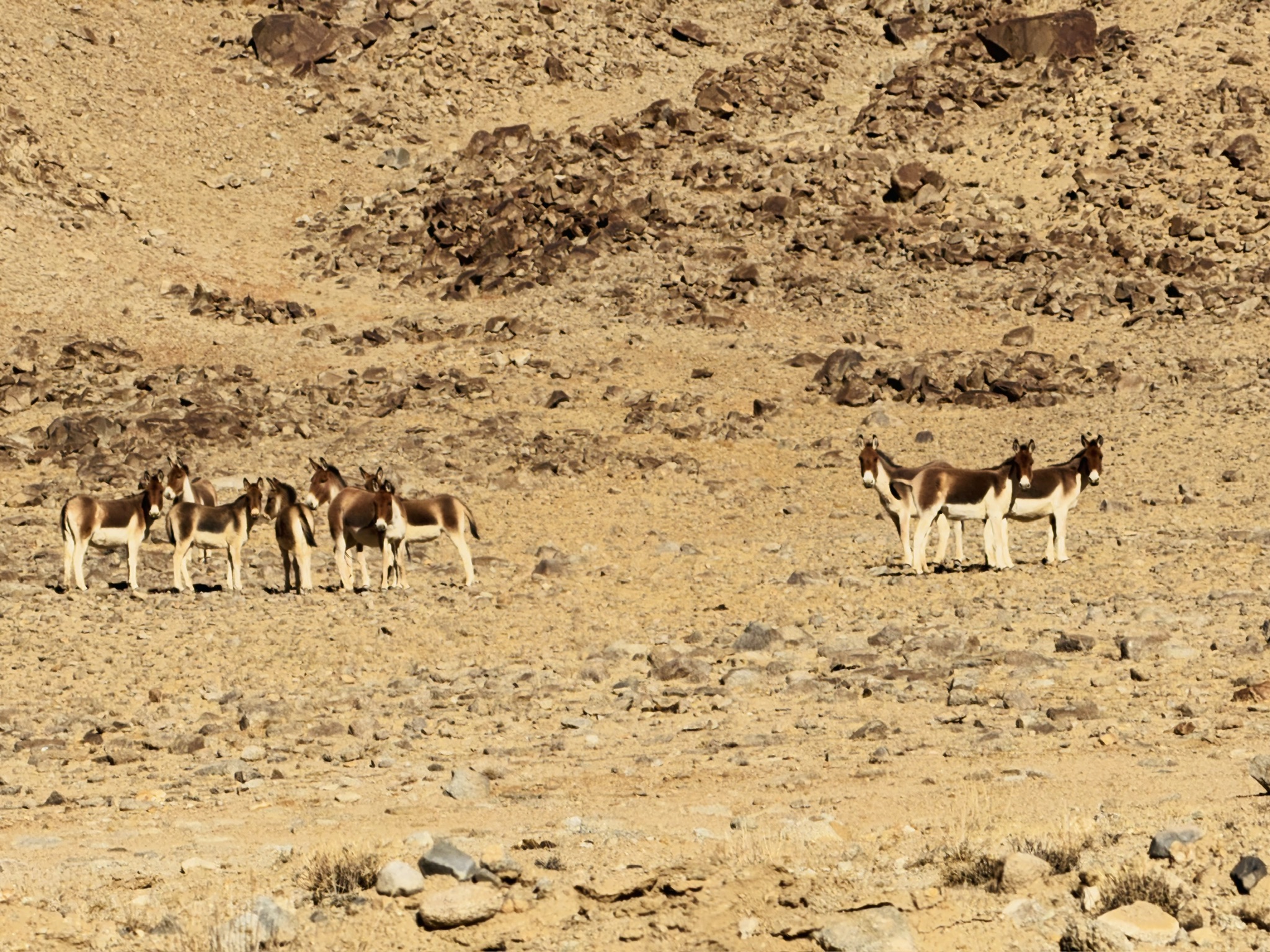 路上的藏野驴，也是西藏篇头图毛的坐骑。