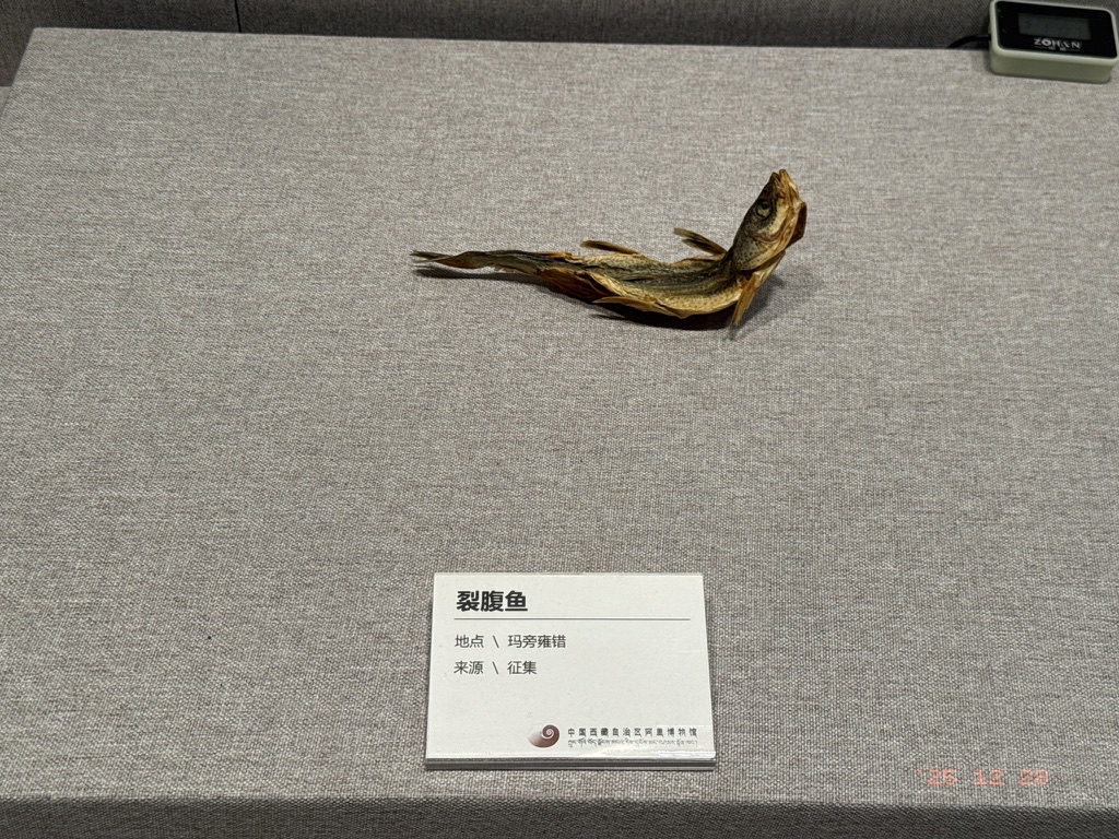 第一次在博物馆里见到展出咸鱼的