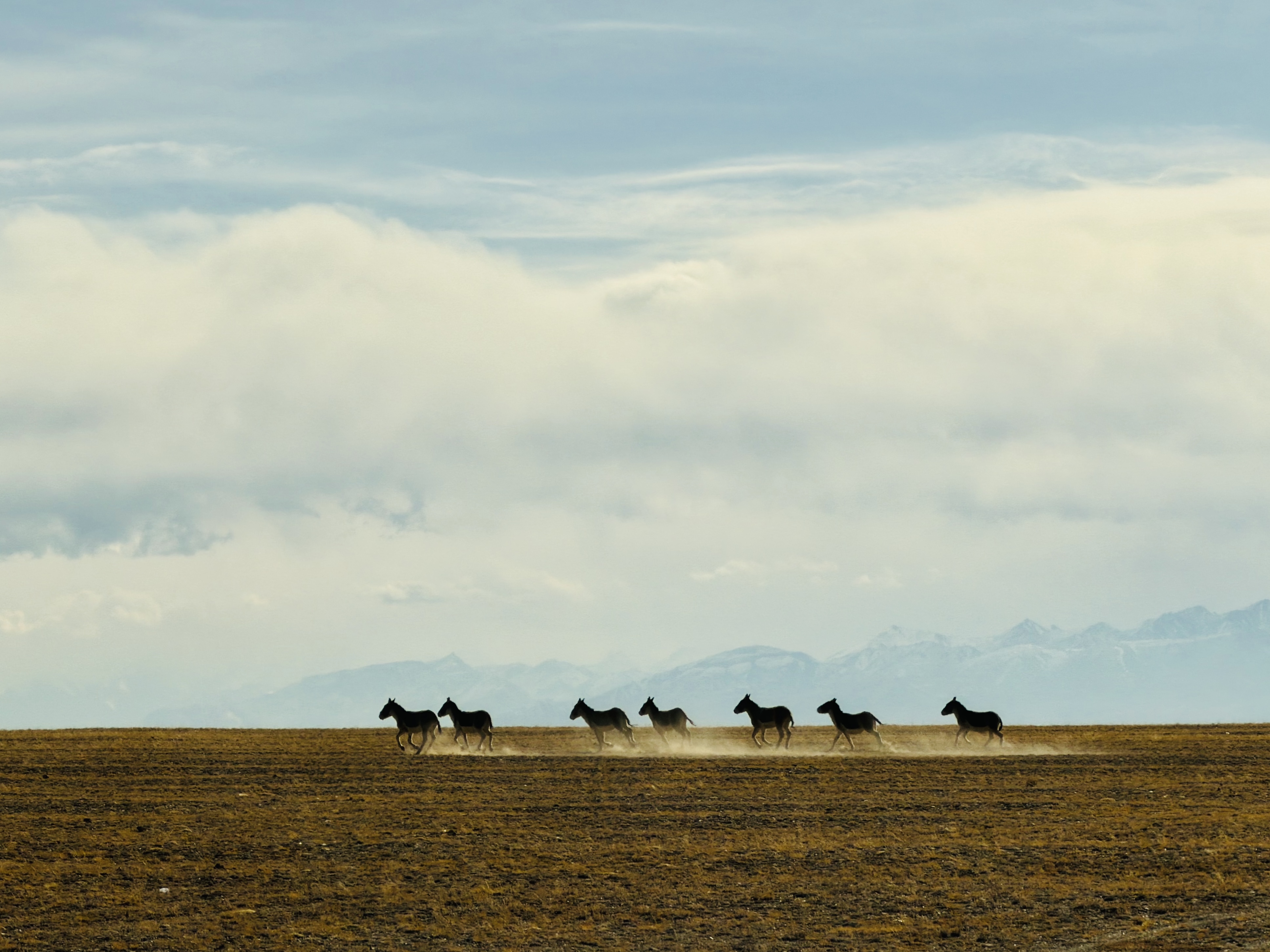 高原上奔跑的藏野驴，背景有如天堂