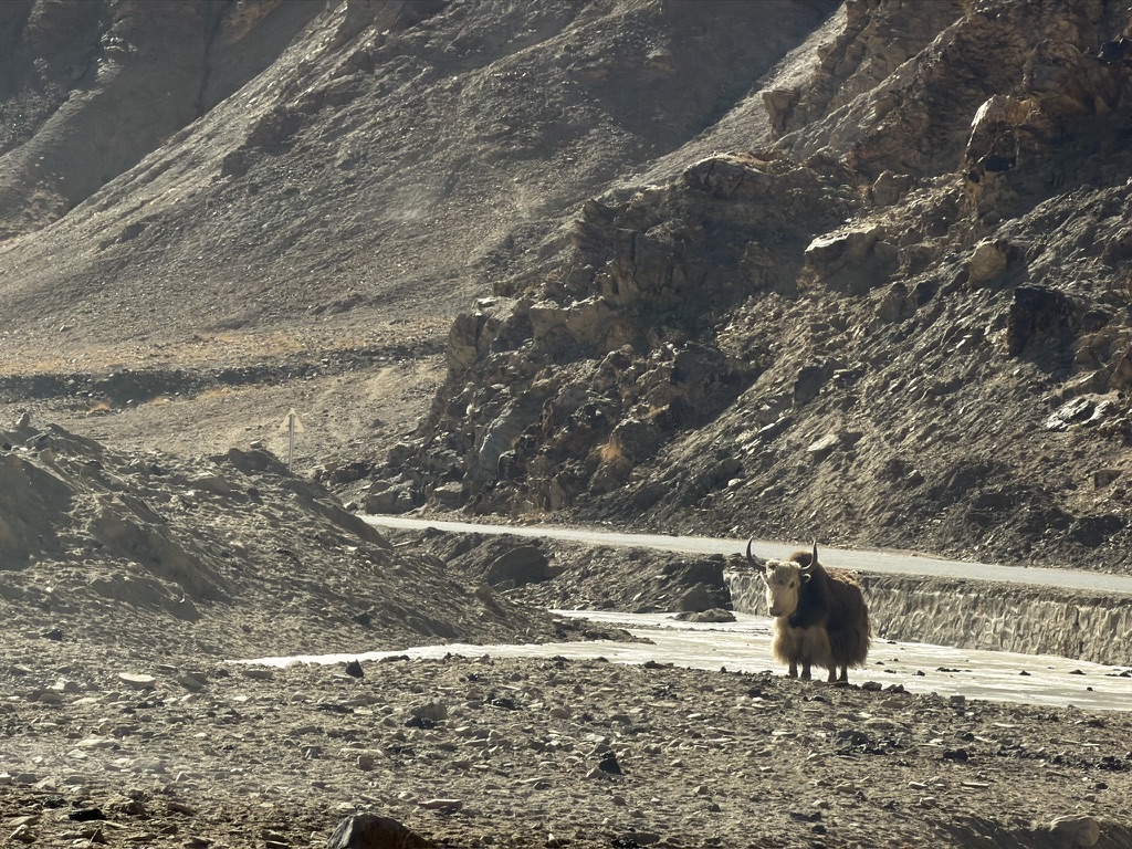 帅气又孤独的骷髅头牦牛