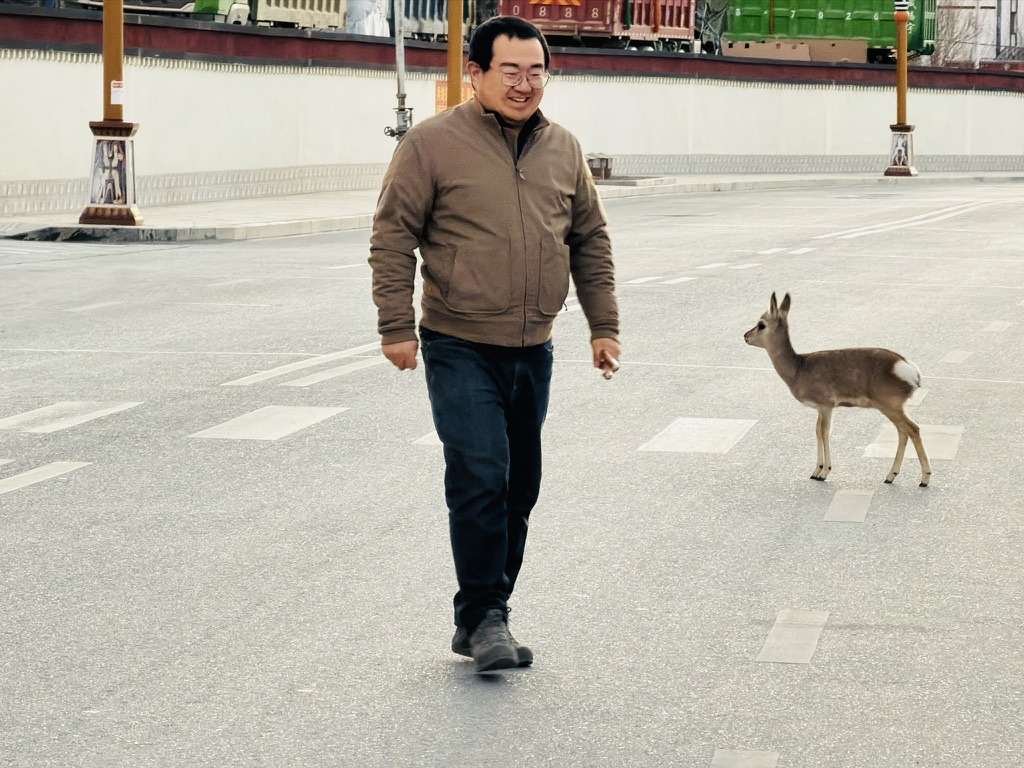 从托林寺里出来的狍子