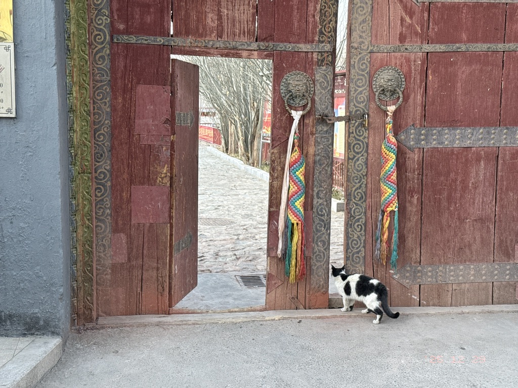 回到寺里的咪咪