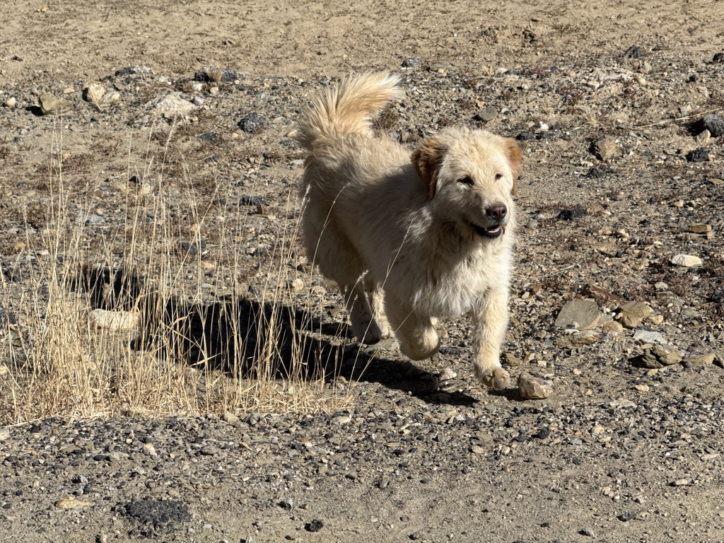 蹦蹦跳跳小短腿