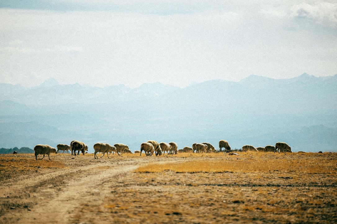 快速移动的羊群