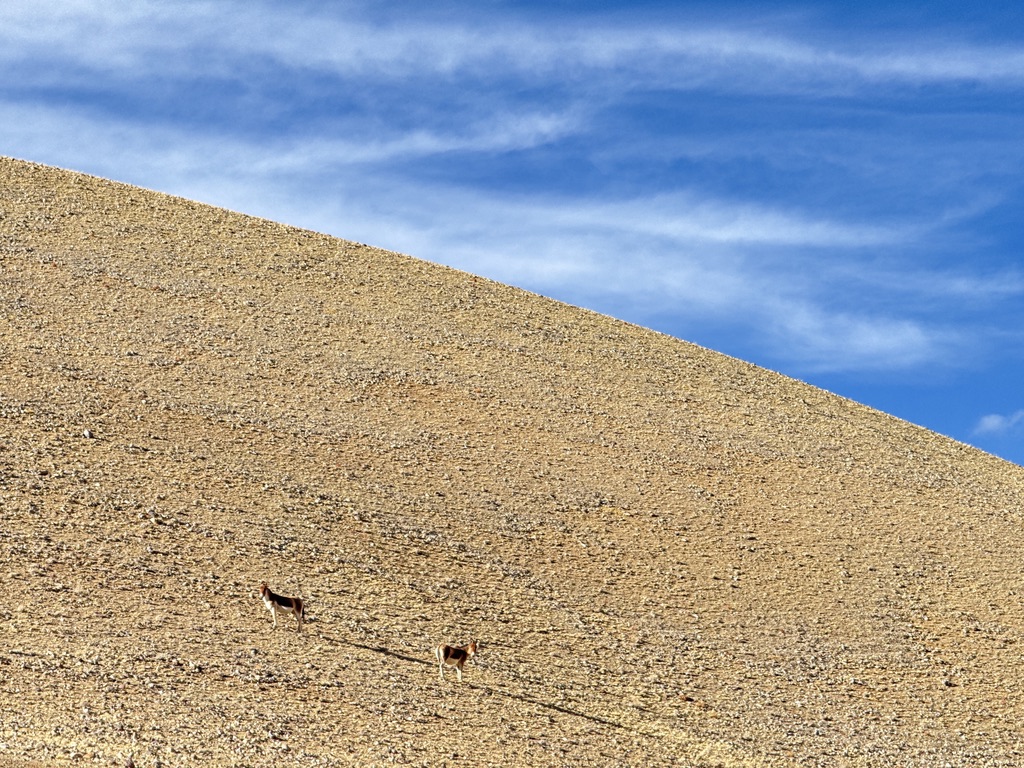 山坡上两只无聊的藏野驴