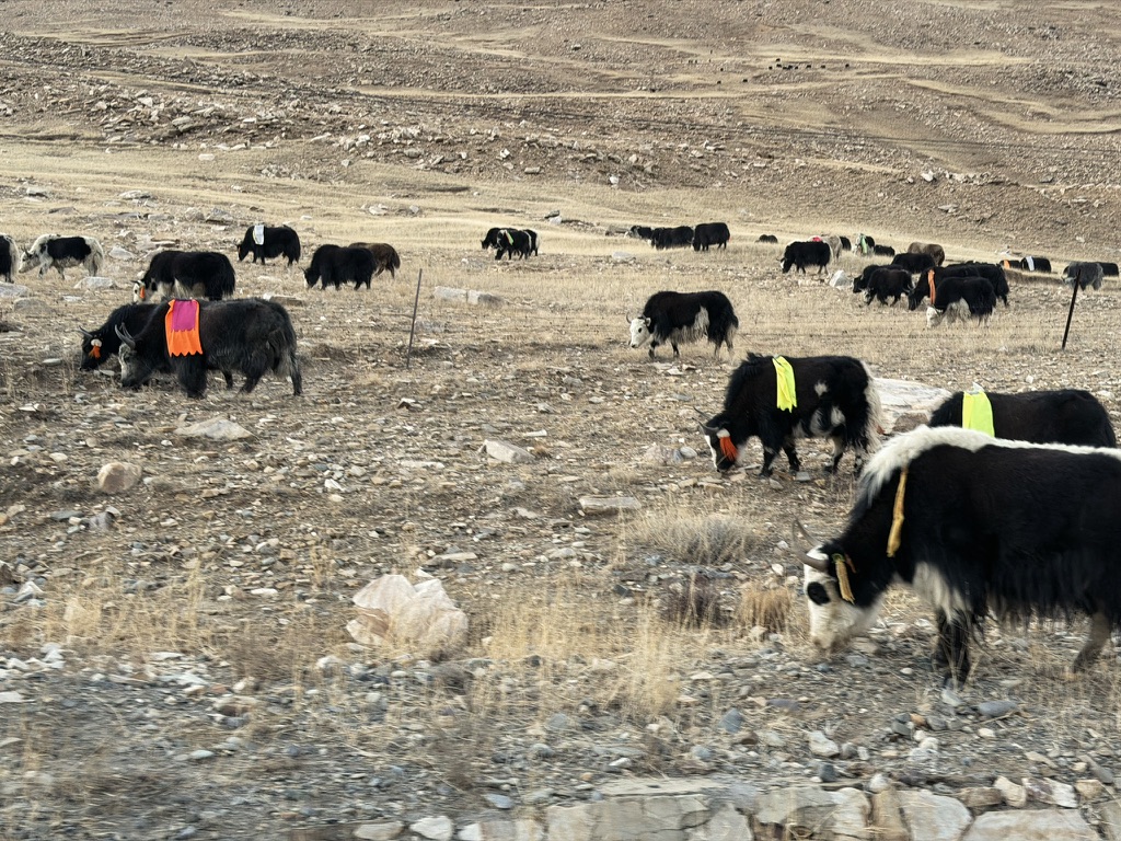 这里的牦牛有三件套：牛铃、耳环、背上的花布，超级可爱。