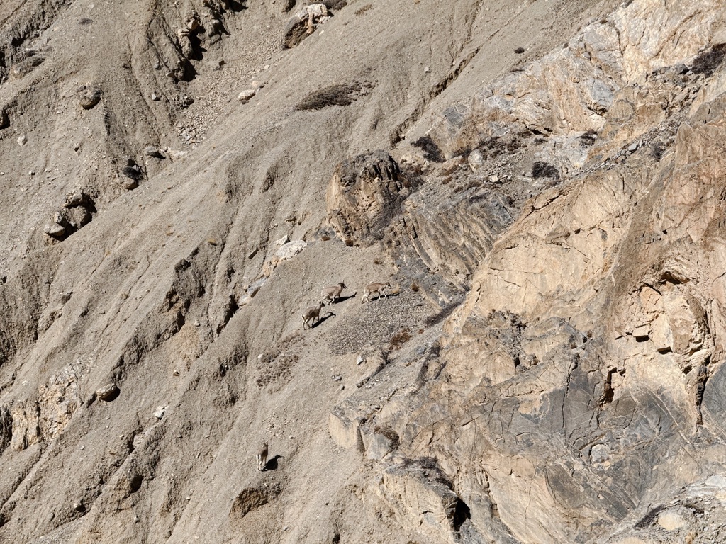 看到了大斜坡上的岩羊