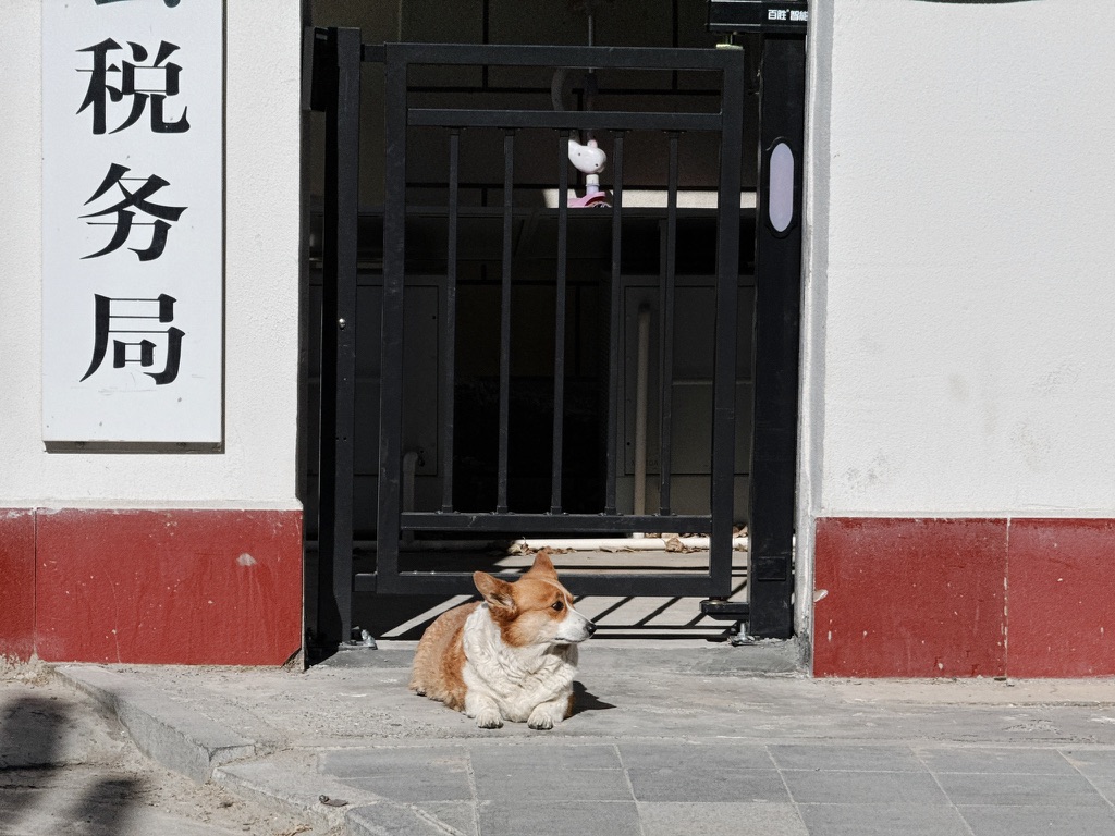 税务局门口的柯基