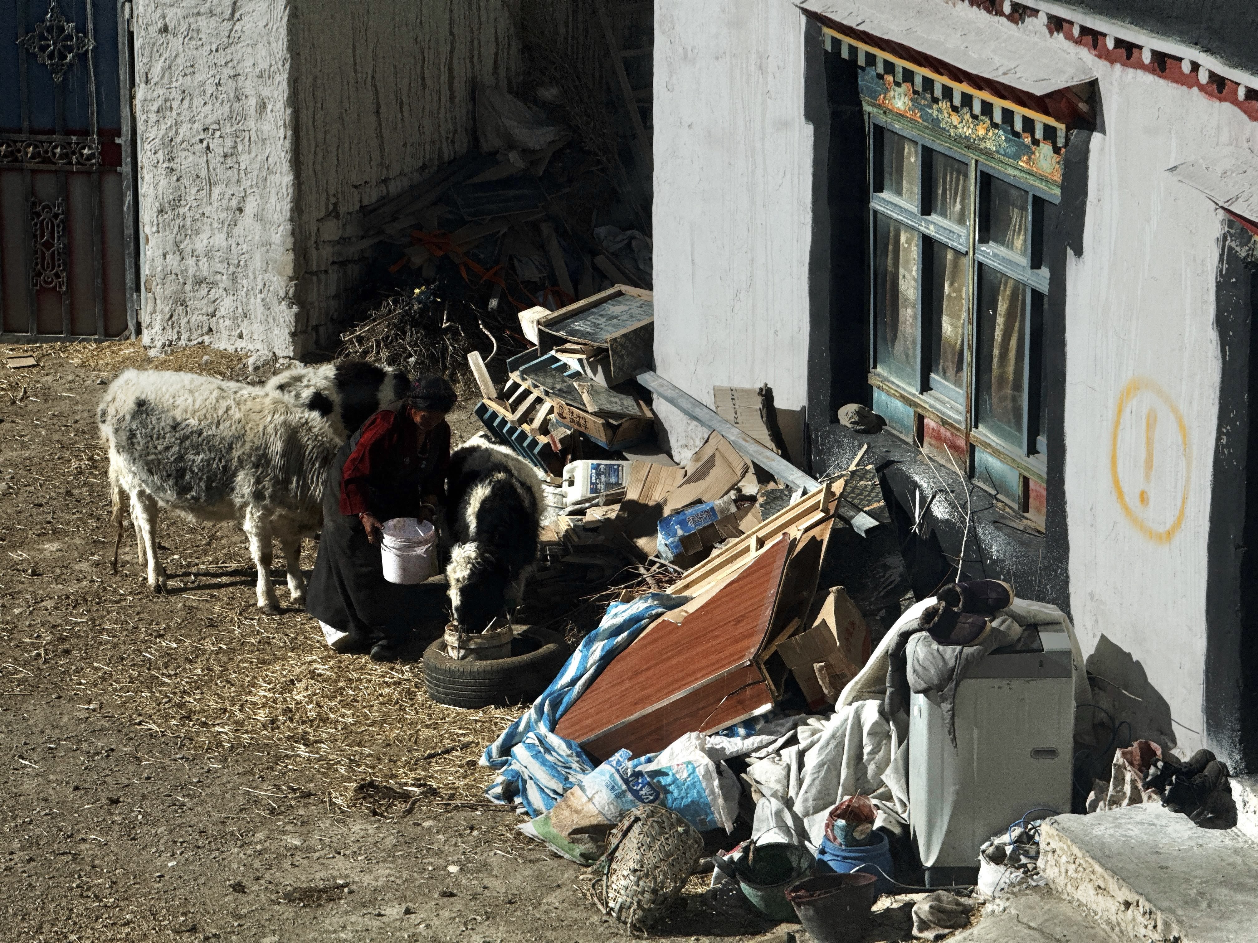 楼下的藏族大妈已经挤好奶了,她家屋墙上为什么画着一个黄色的感叹号?