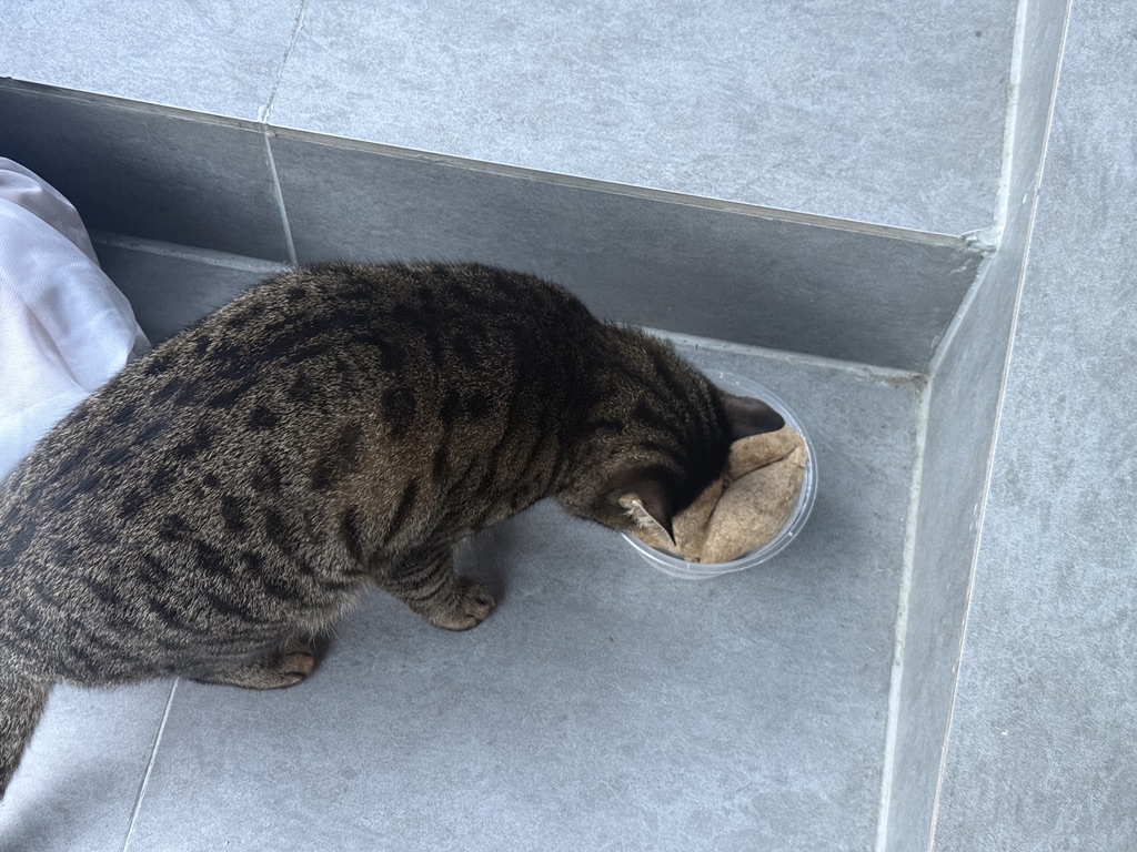 而我则是中午只吃了一口的糌粑喂猫