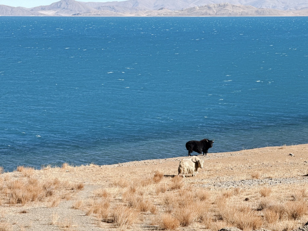 羊湖边的黑白双牛