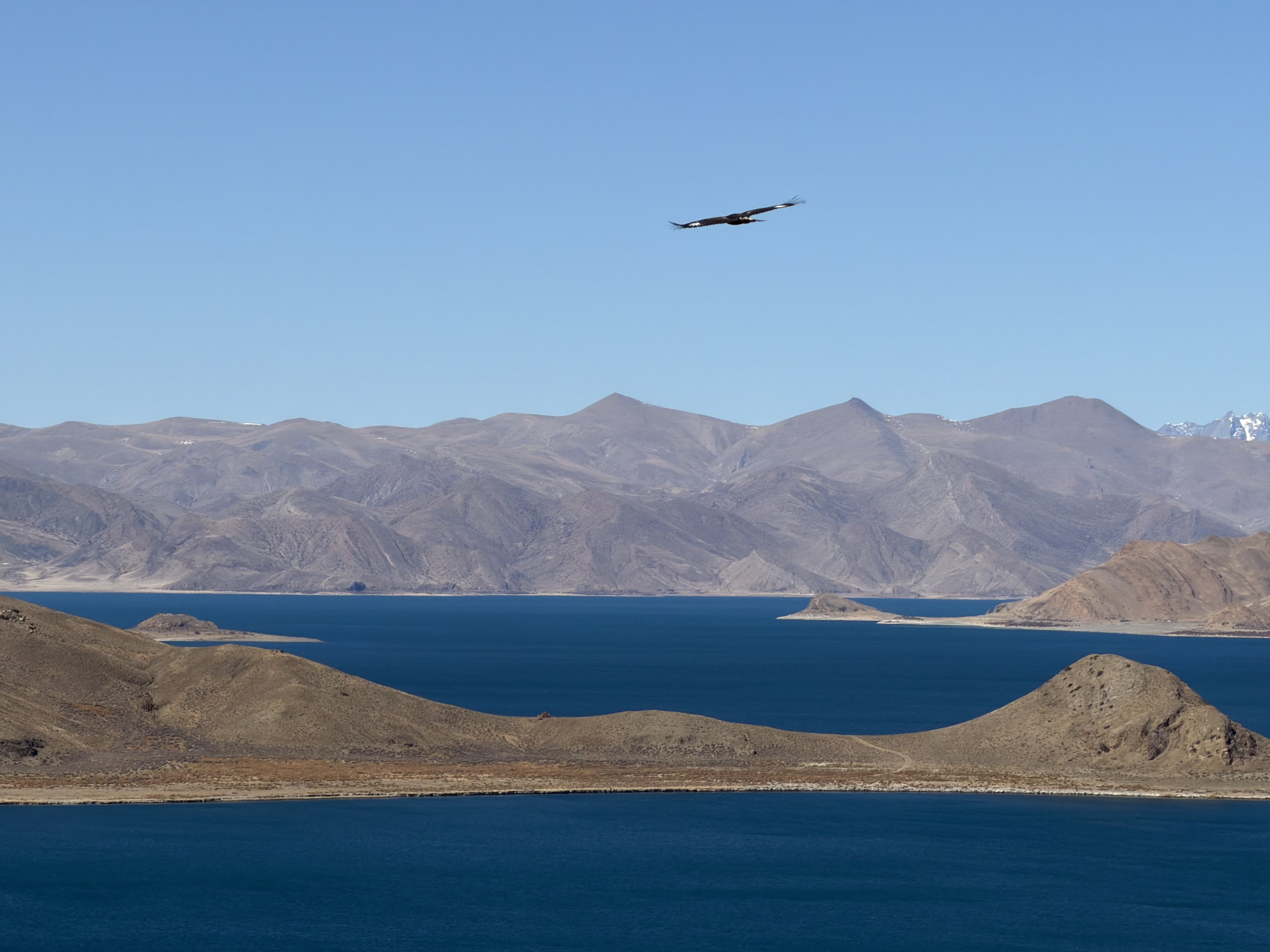 一只鹰飞过羊湖