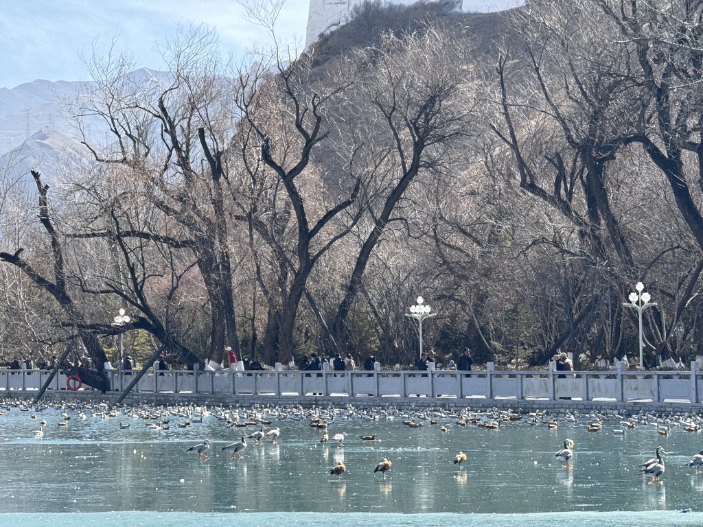 布宫北面的宗角禄康公园⁩，鸭子们都在滑冰