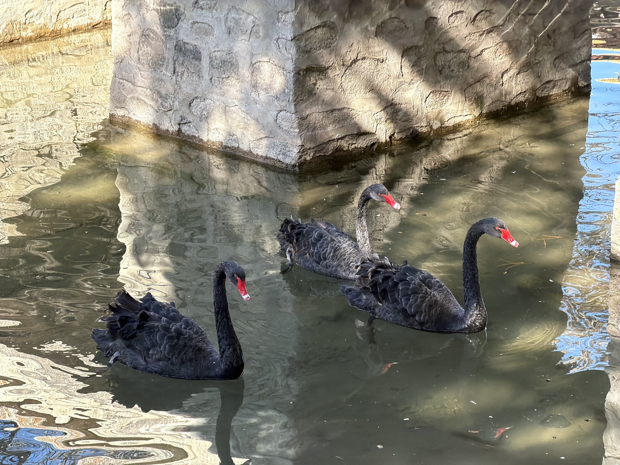 园林里的黑天鹅