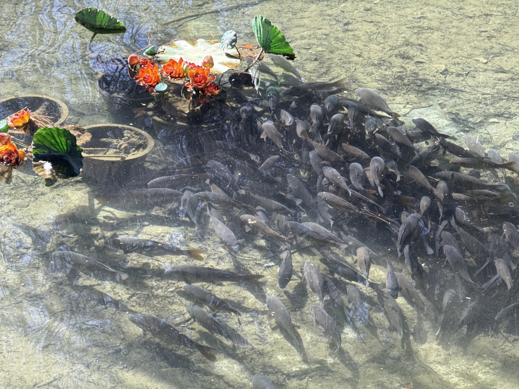 大一片黑鱼挤在一盆莲花附近