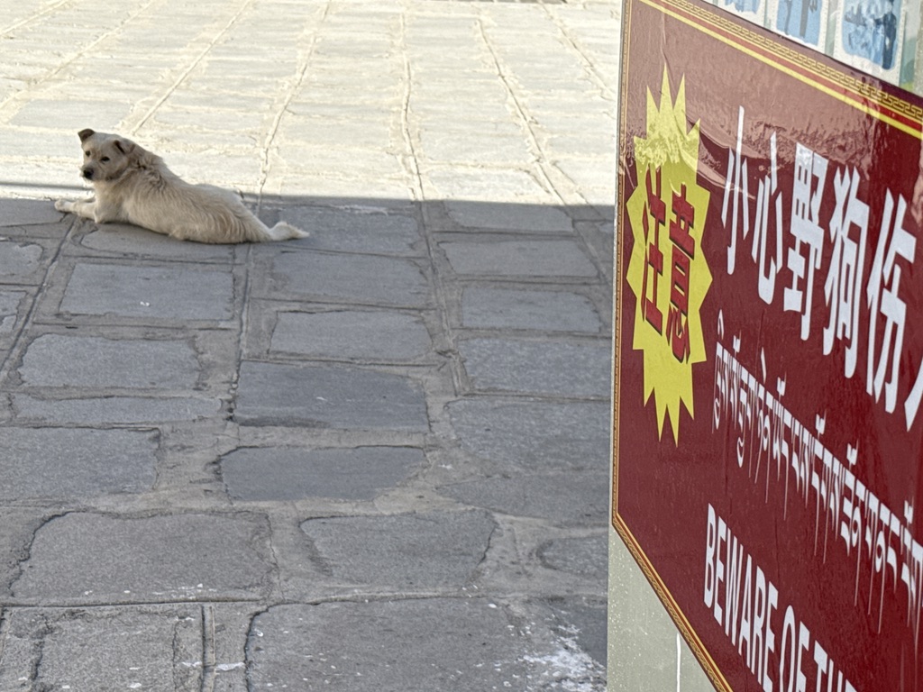 小心野狗伤人！