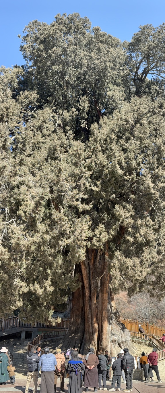 3200 岁的柏树王