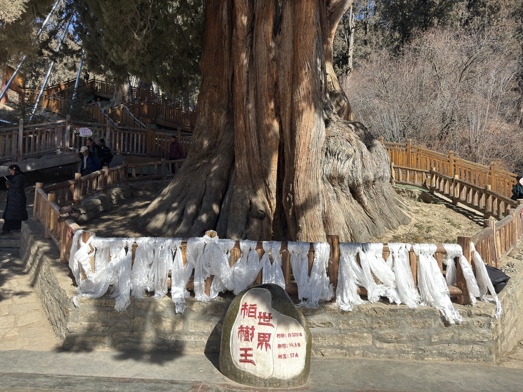 柏树王下的石碑