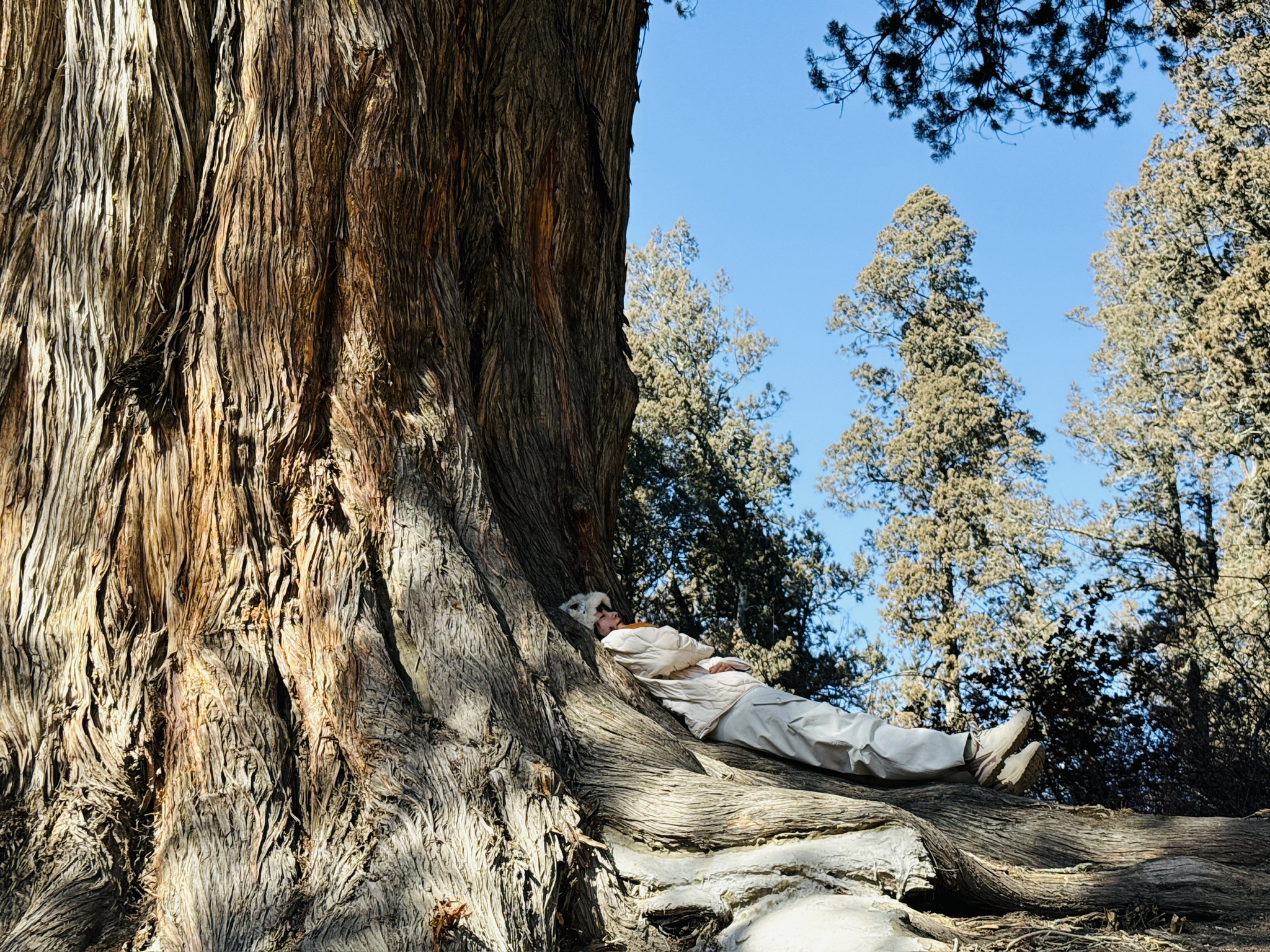 恙儿躺在 2000 岁的老柏树怀抱里