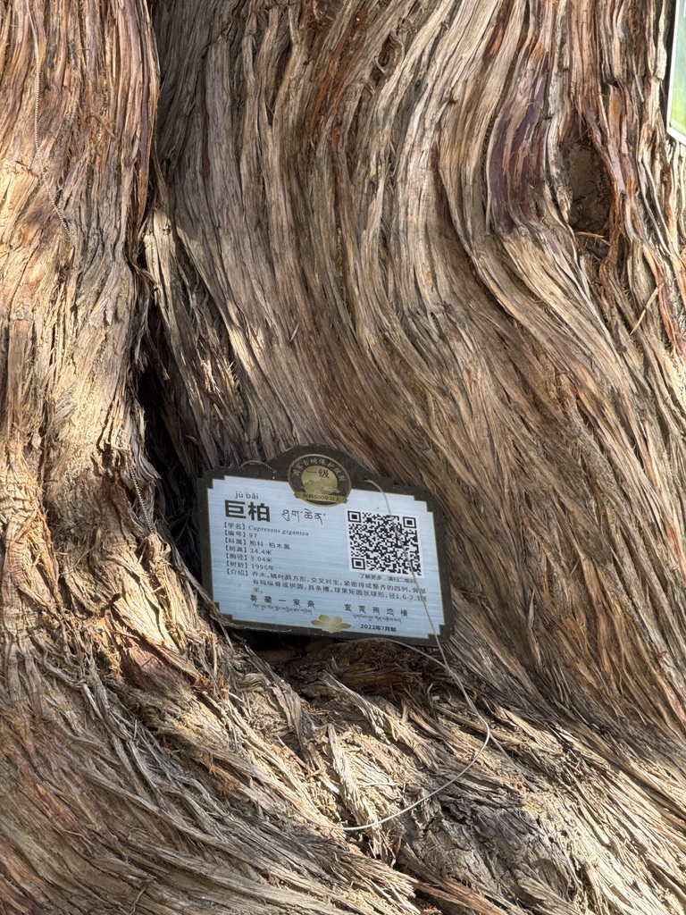 与恙有缘的巨柏