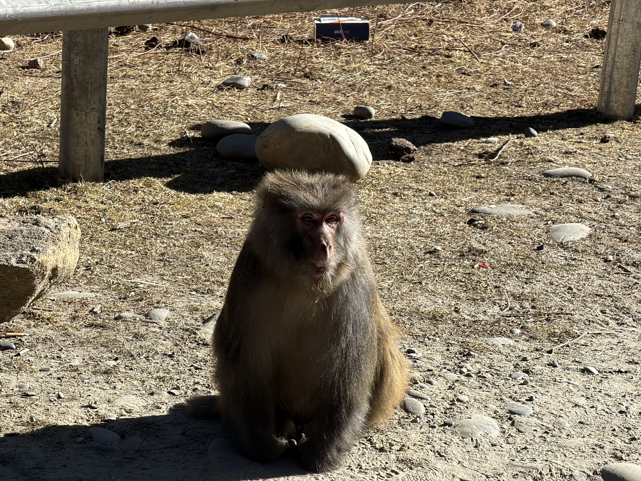 这猴子被恙儿拍得像是在顶大石