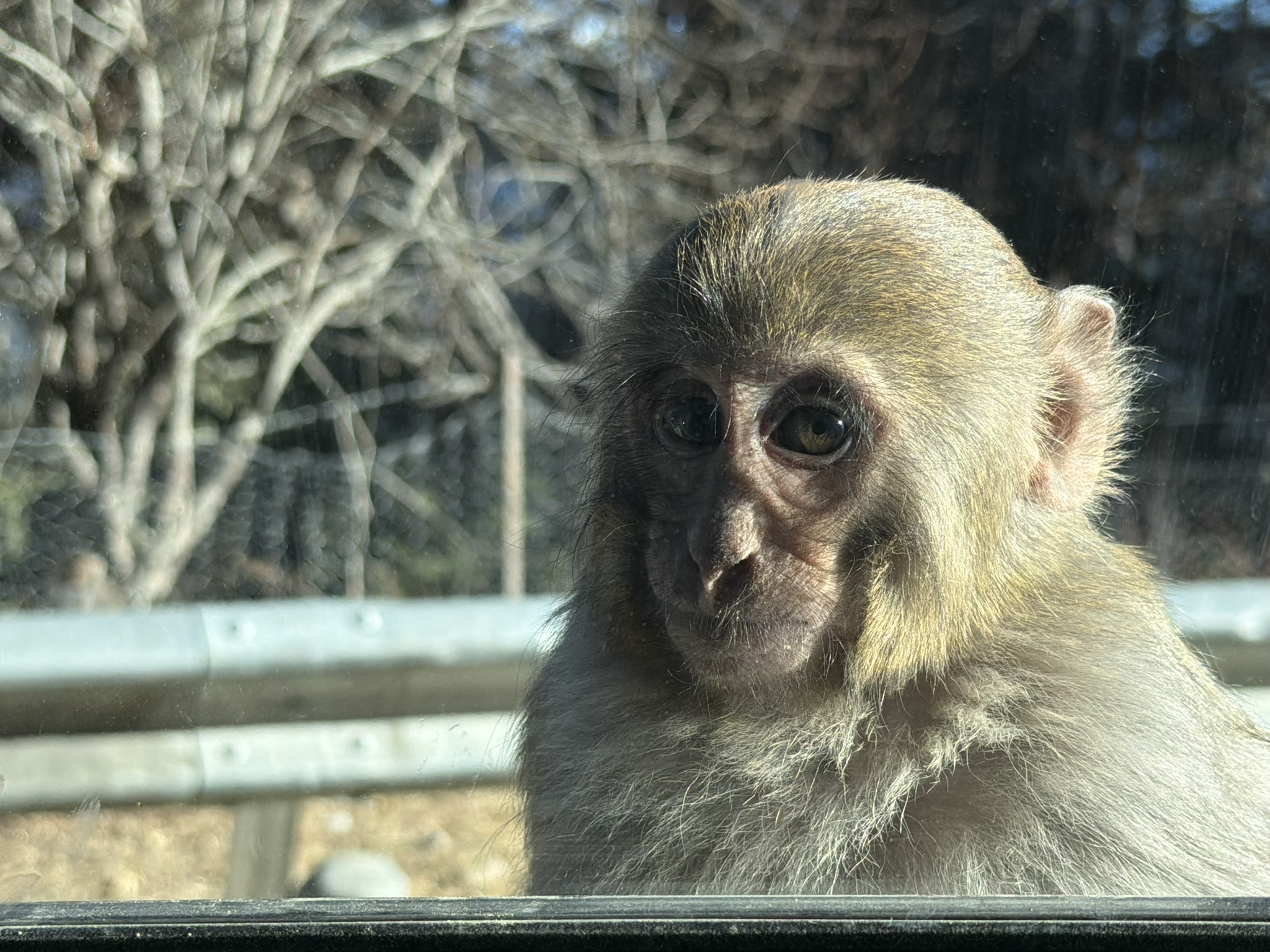 长得很秀气的小猴子