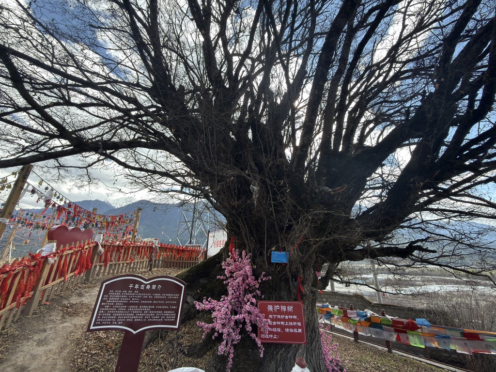 路上路过 1300 年的古桑树