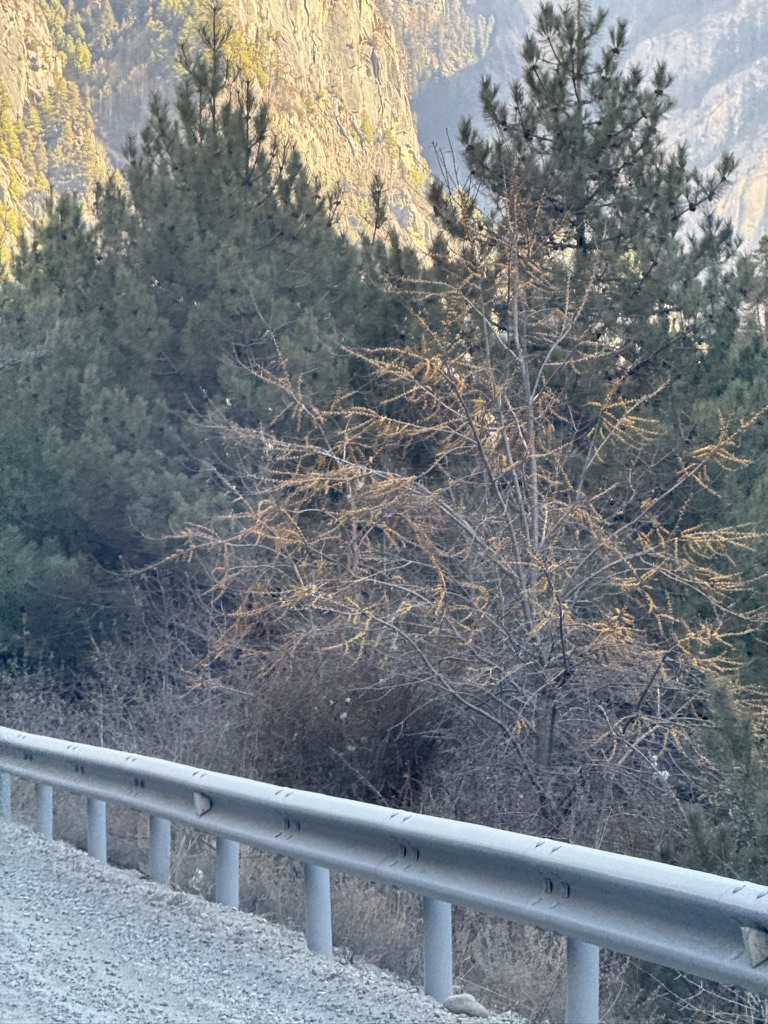 路边开始出现很多很多很多的沙棘树，沙棘果子先是黄色的，后面是红色的