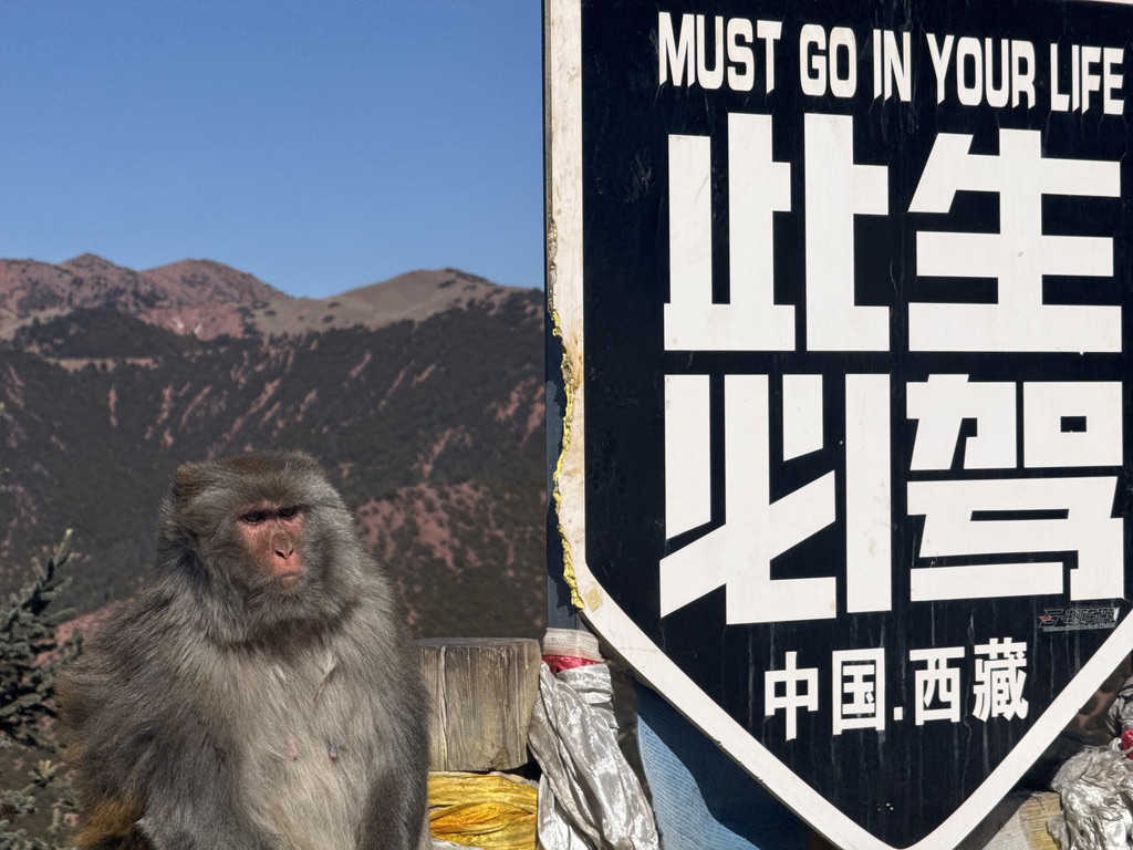 严肃的猴子：此生必驾 318