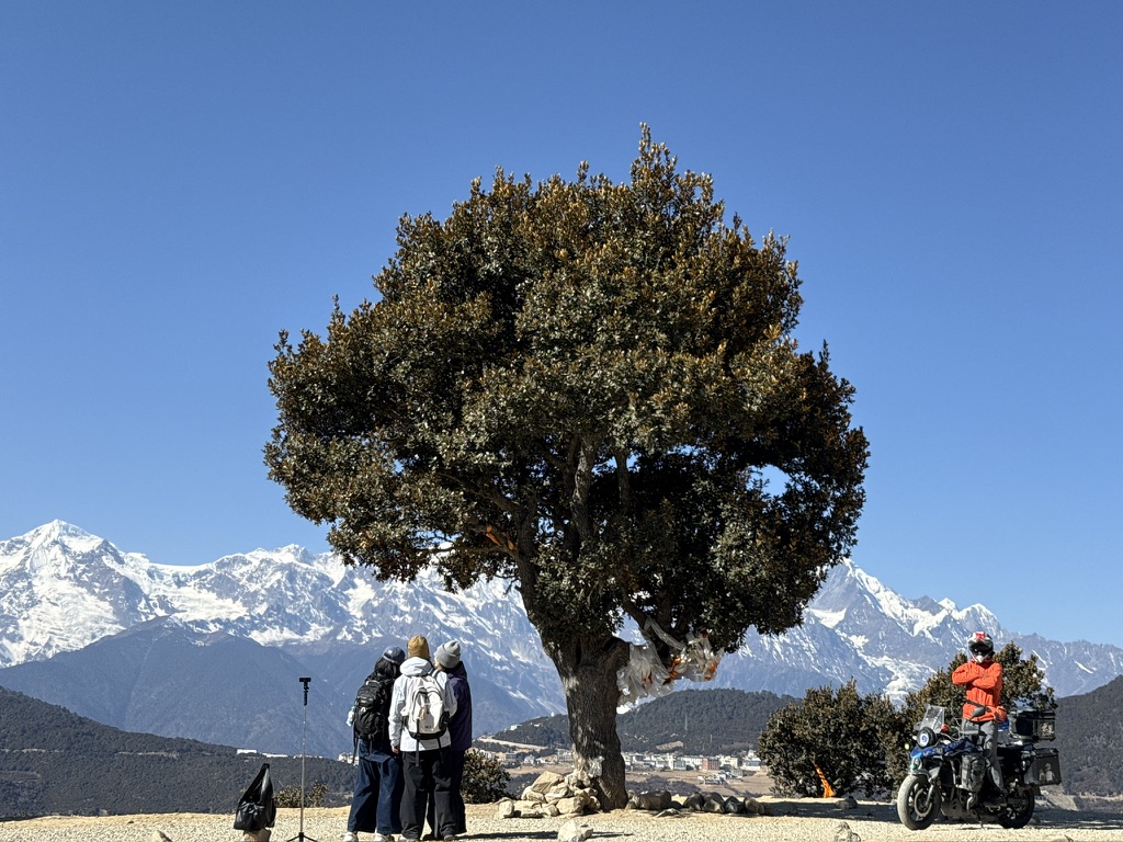 所谓的浓雾顶一棵树