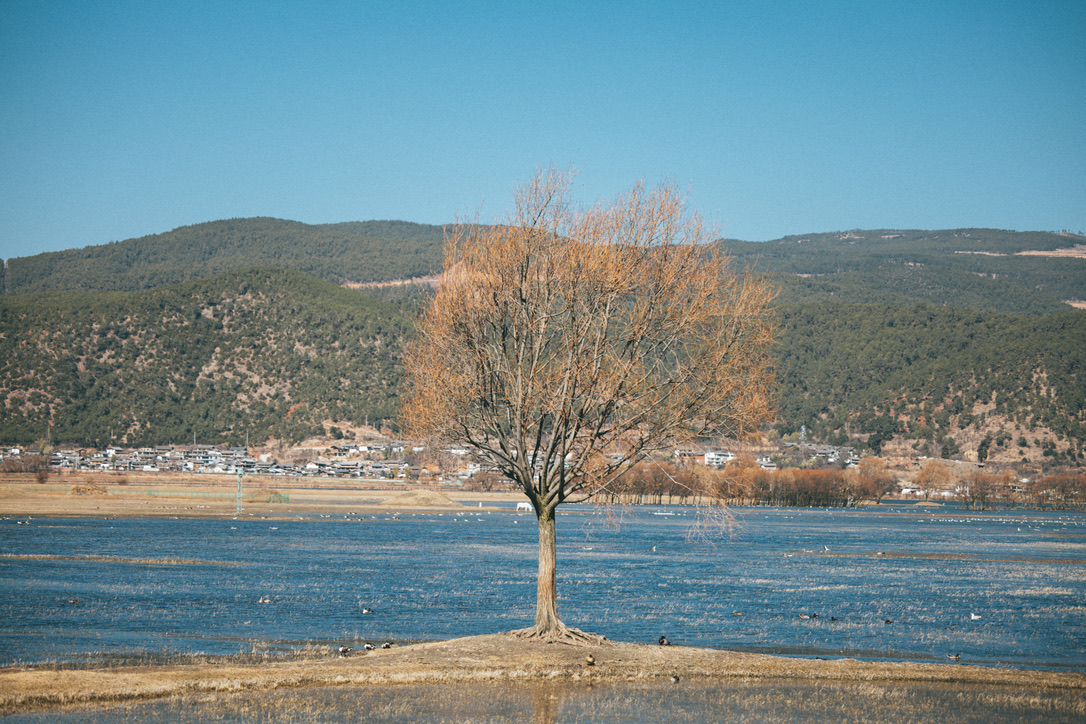 拉市海湿地中(不)孤独的树