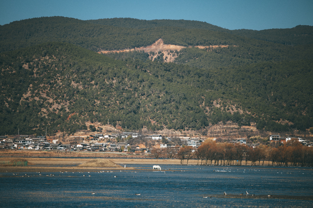 海中河水吃草的白马