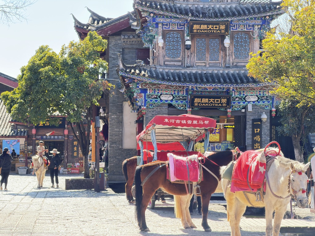 束河没精打采的马儿