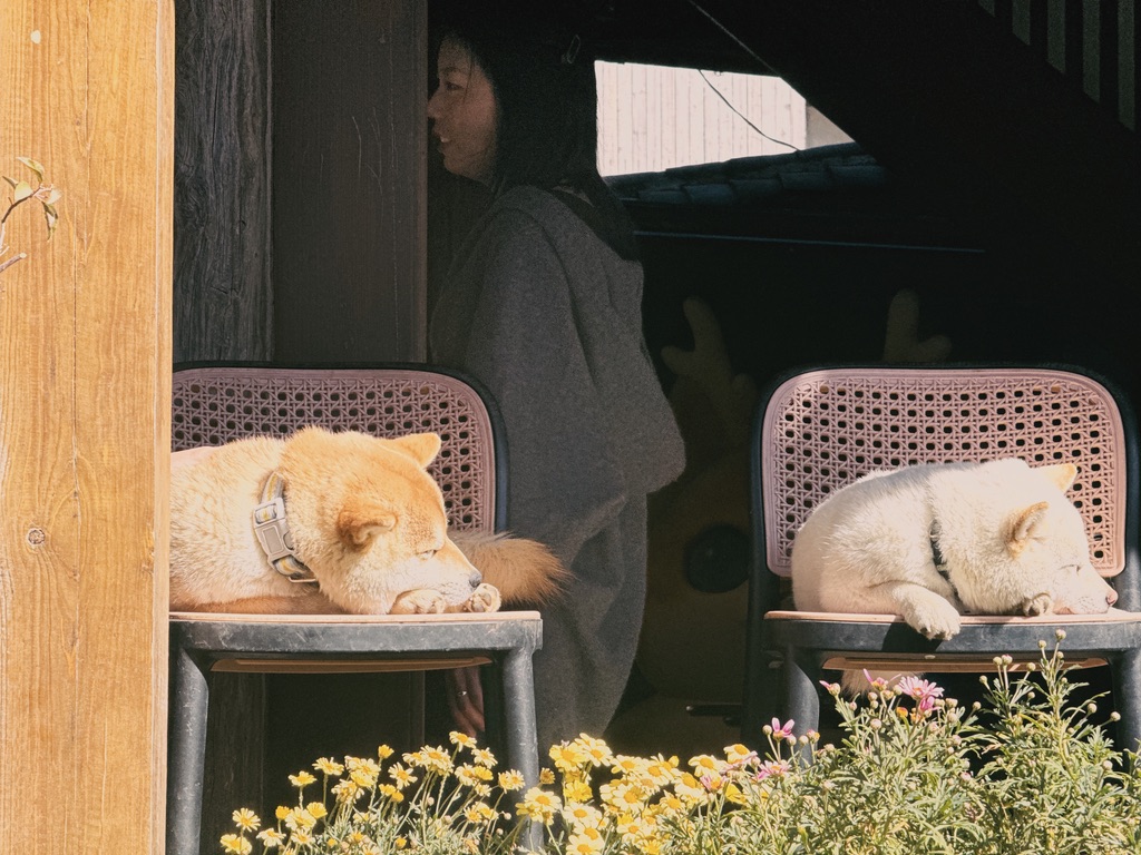 两只 copy、paste 的柴