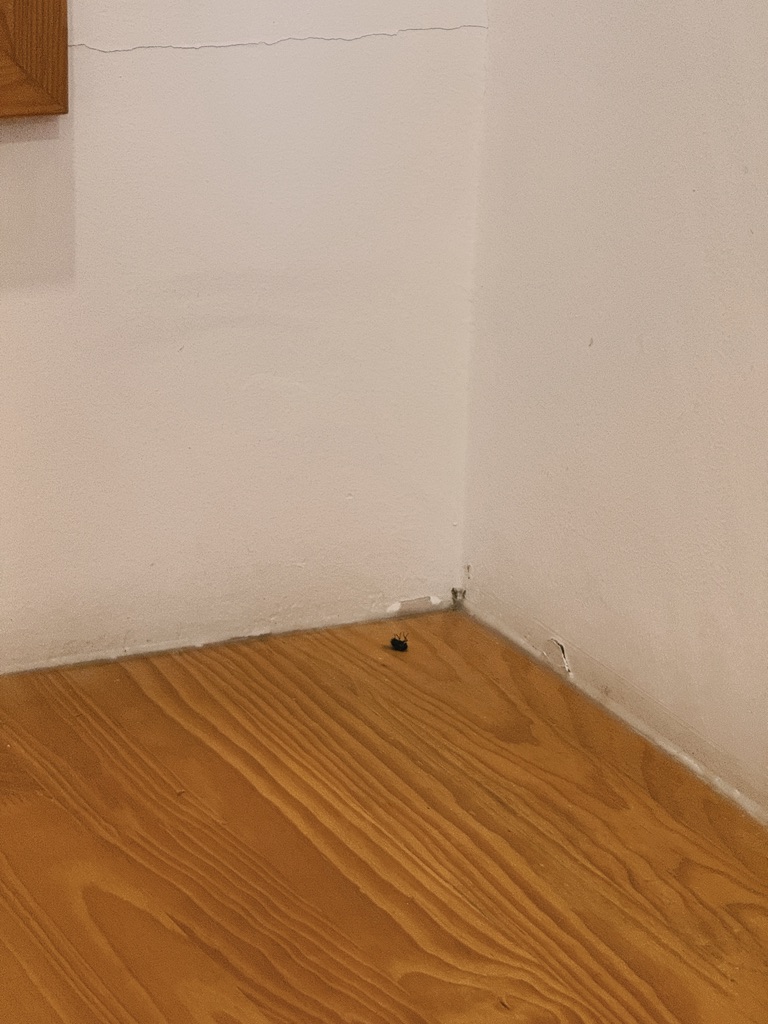 与屋里的大苍蝇搏斗了两个小时，第二天早晨起来发现它应激自己死了