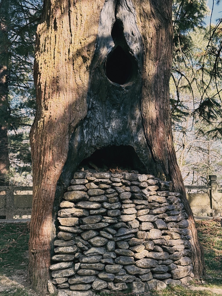 无为寺内的唐杉，树干已经中空，被堆放了很多石头
