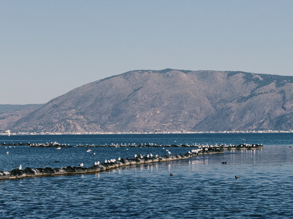 海鸥站在围海堤坝上