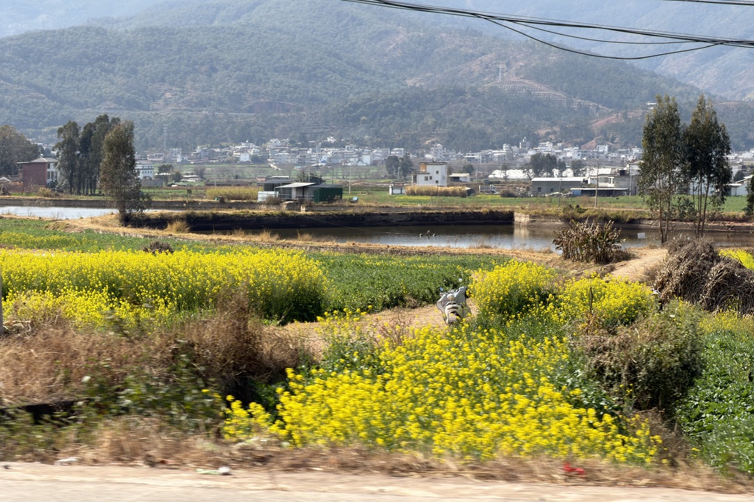 路上油菜花开得灿烂，这在杭州要到三月中下旬才开。