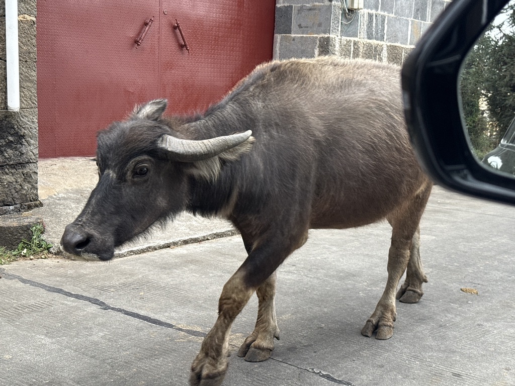 路上遇到过回家的水牛