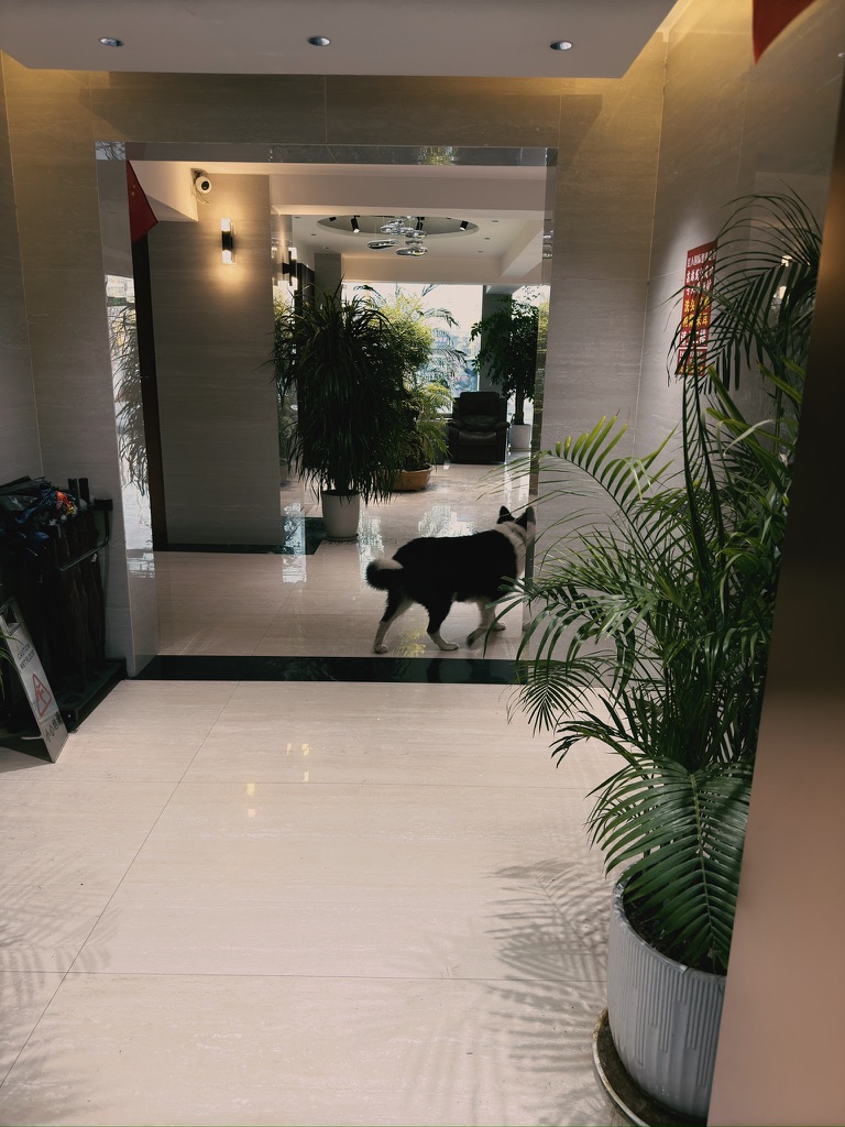 一只大萨摩耶,跟着我进了电梯,我说你可不能进来啊,一会儿迷路了下不去了,它就出去了