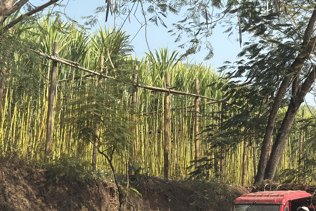 路边的甘蔗林
