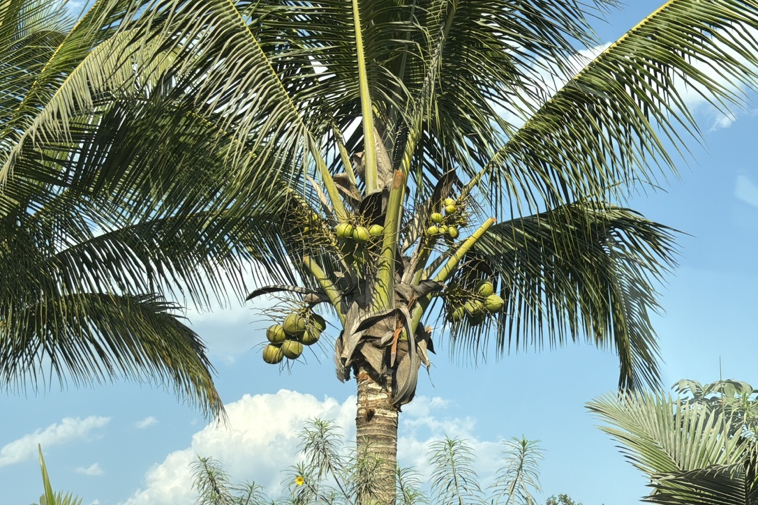 椰子树