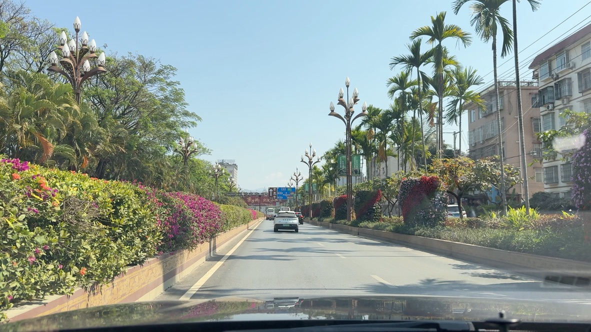 机场大道两侧的绿植是真的生机勃发